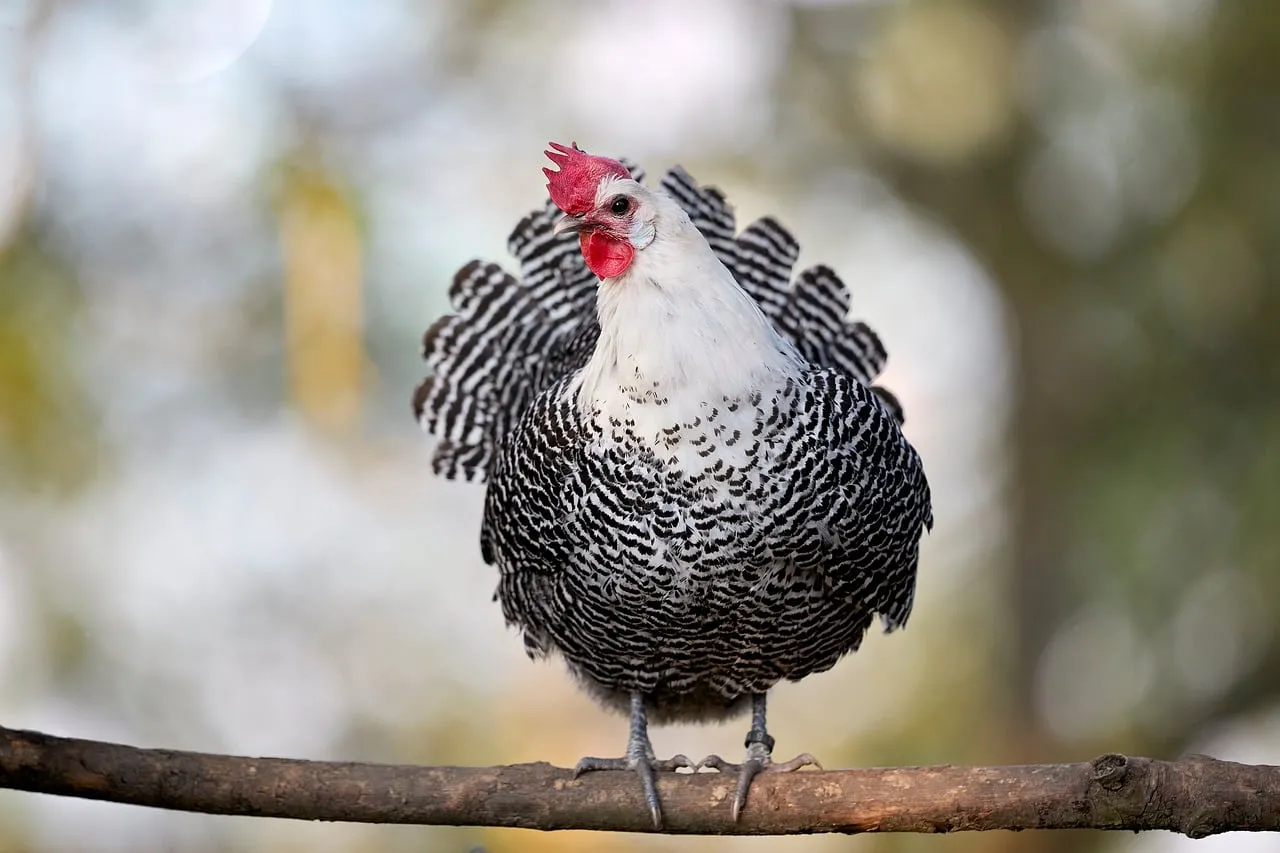 Majestic Braekel Chicken: Elegant Black and White Plumage