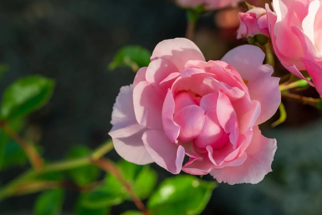 Enchanting Pink Rose: Delicate Petals in Summer Light