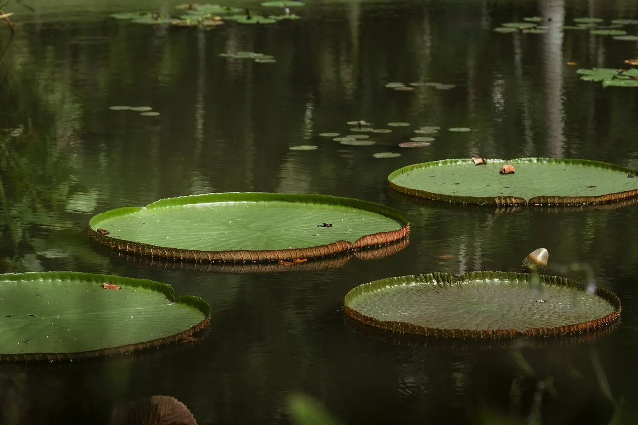 Serene Majesty: Giant Water Lilies on a Calm Pond