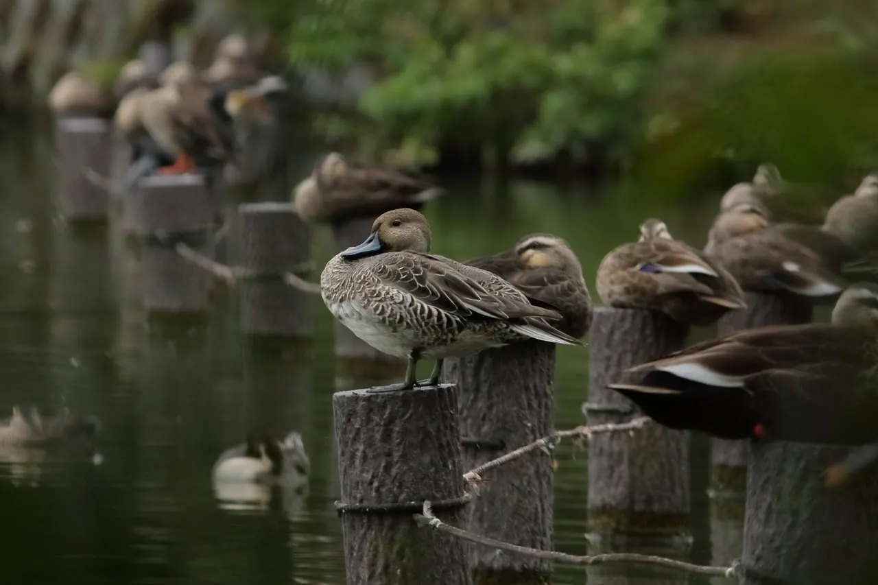 Serene Autumn Moment: Wild Ducks Resting on Wooden Posts
