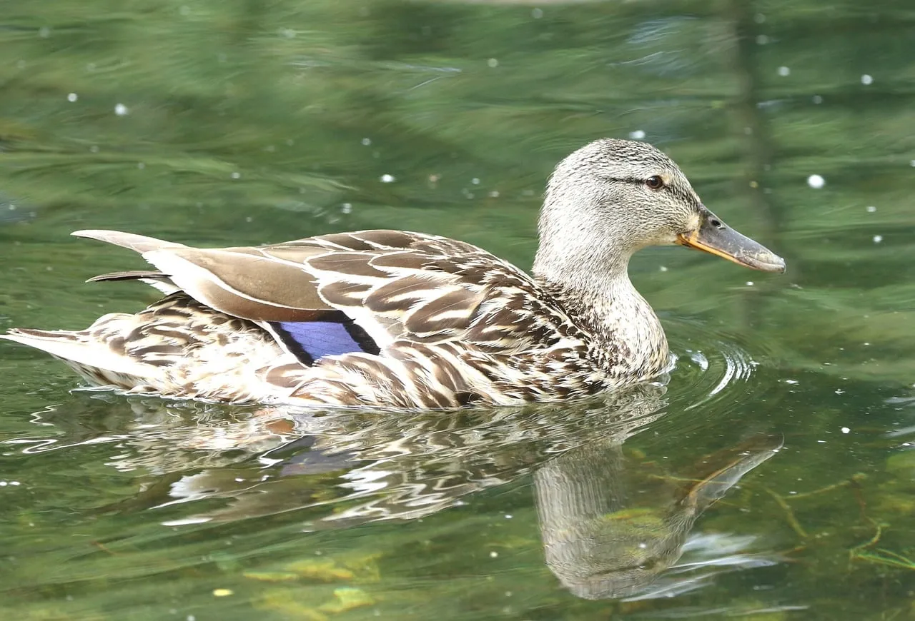 Serene Duck Gliding on Reflective Pond Waters