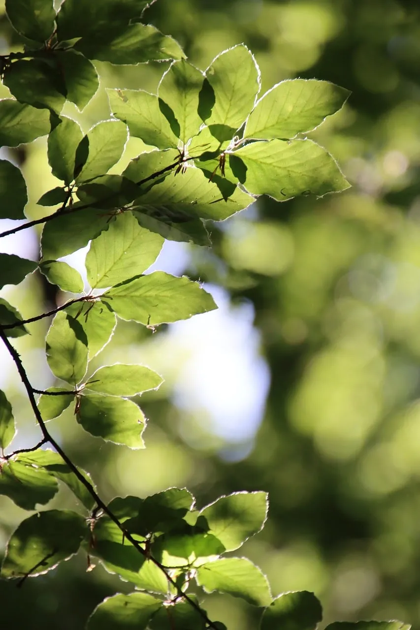 Vibrant Spring Leaves Bathed in Sunlight