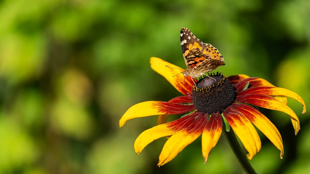 Vibrant Butterfly on Coneflower: Nature's Delicate Dance
