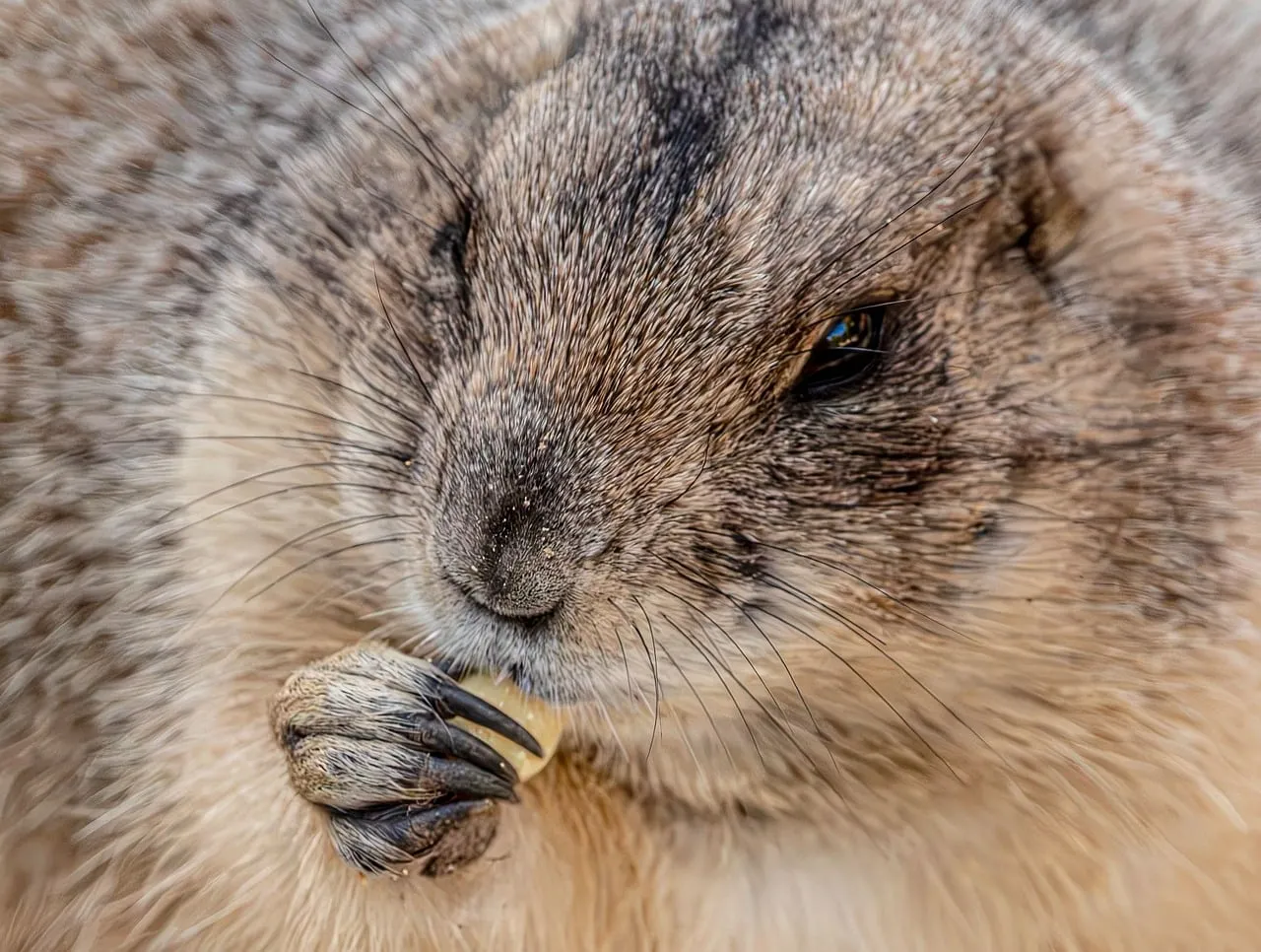 Adorable Prairie Dog Enjoying a Snack in Close-Up