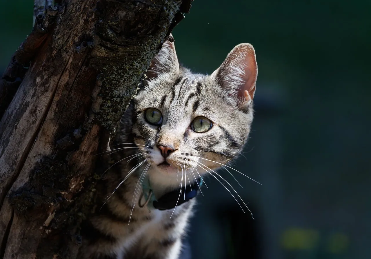 Enchanting Tabby Gaze: Curious Cat Peeking from Tree