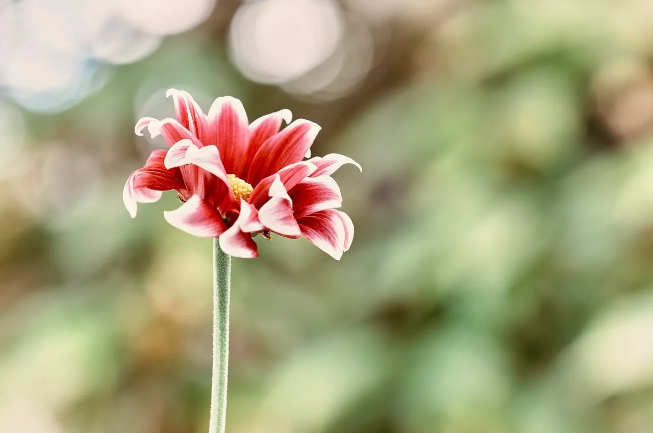 Vibrant Dahlia Bloom: A Captivating Floral Background