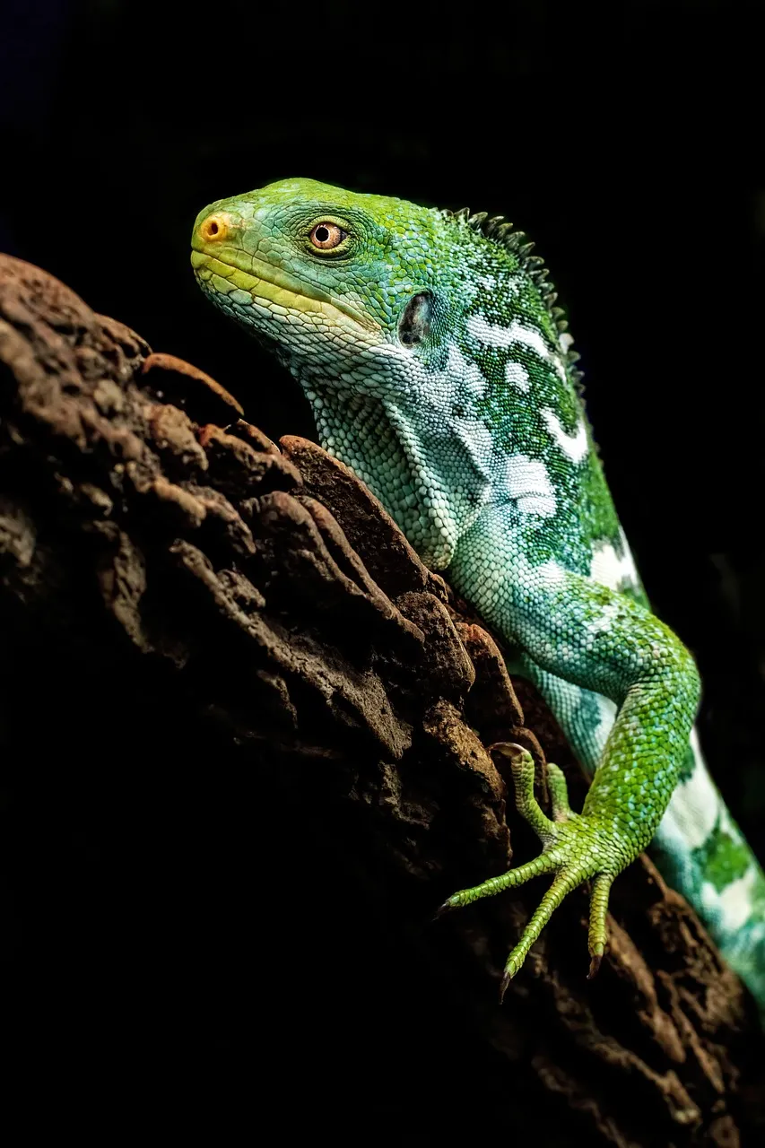 Vibrant Fijian Iguana: A Glimpse of Exotic Green Majesty