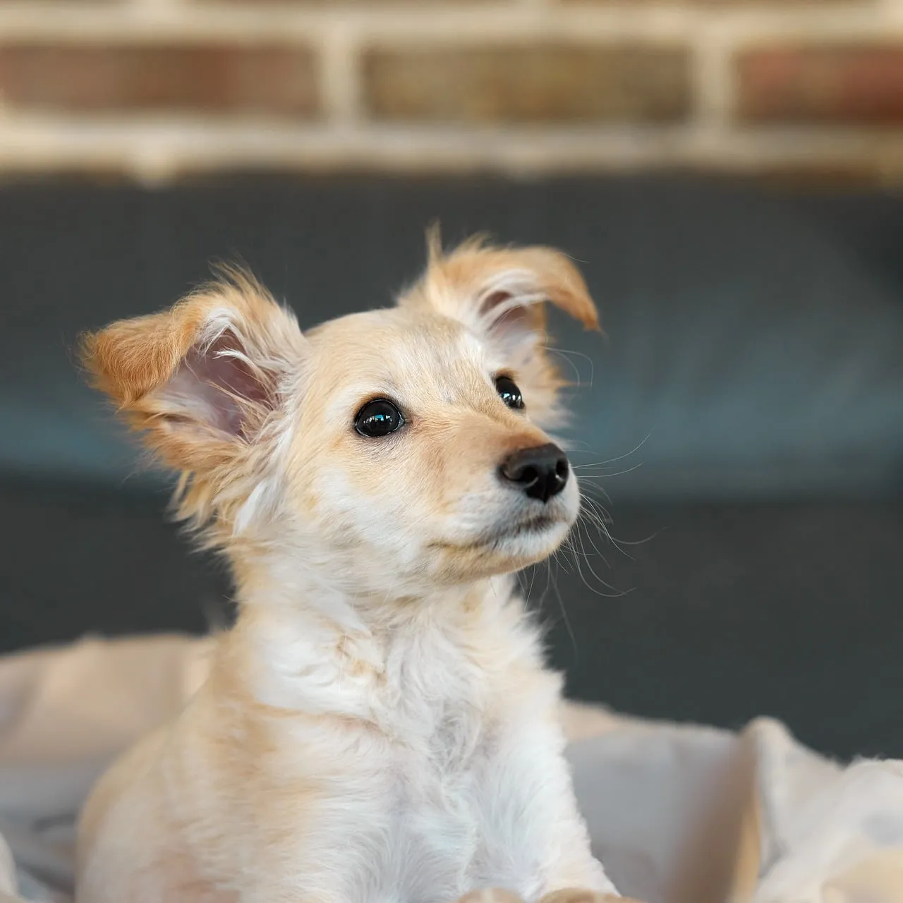 Adorable Cream Puppy: Innocent Explorer Portrait