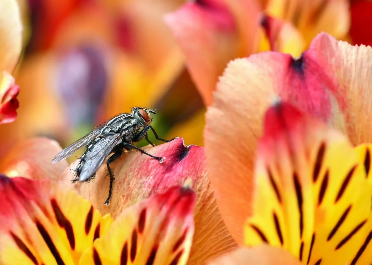 Vivid Macro: Fly Resting on Colorful Alstroemeria Petals