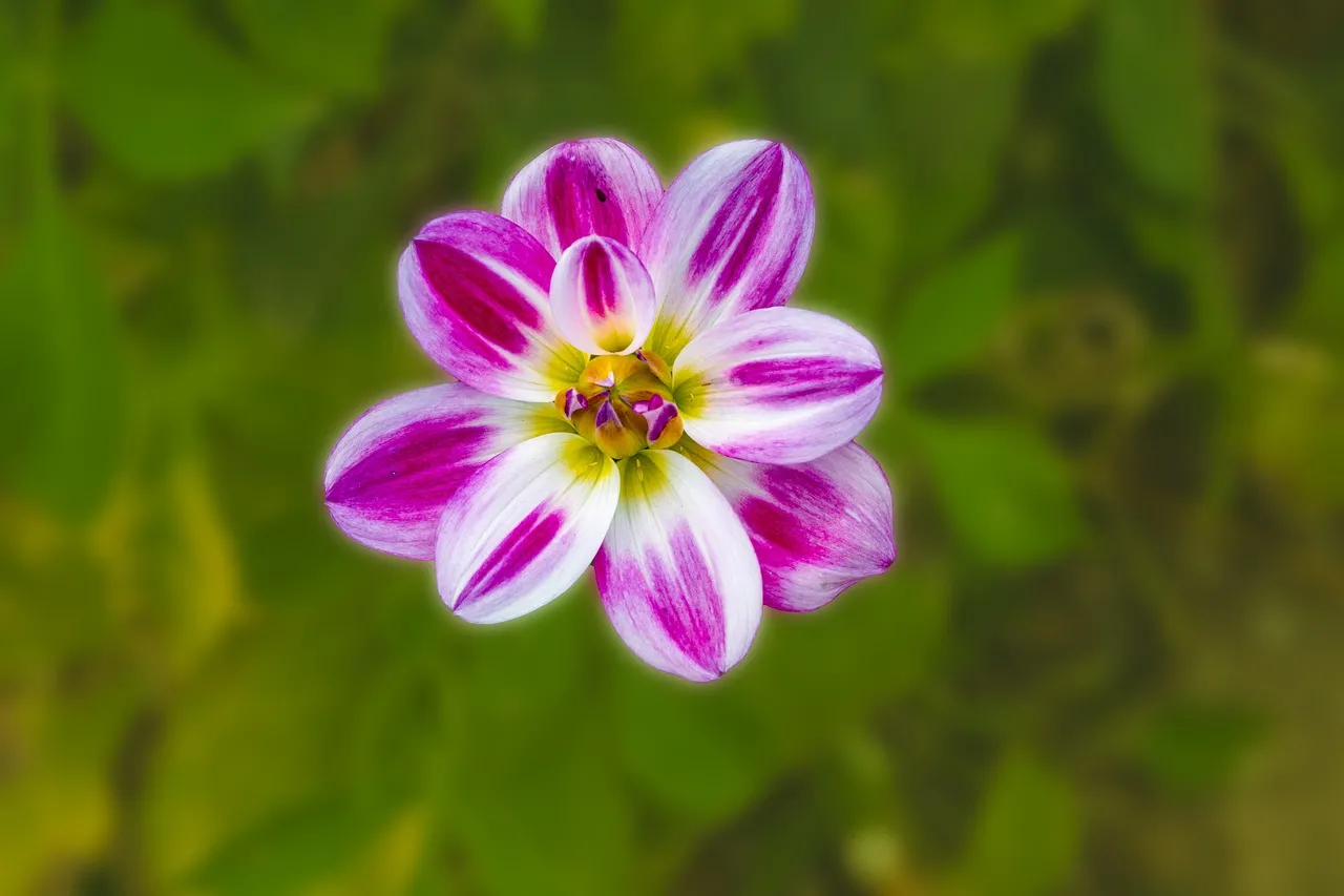 Vibrant Purple Dahlia Bloom: Summer Garden Wallpaper