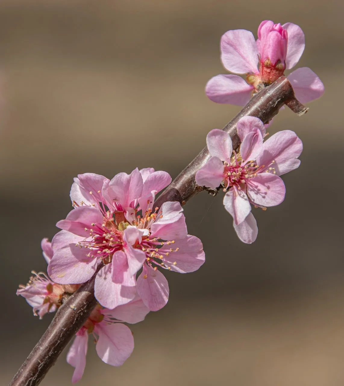 Vibrant Pink Plum Blossoms: A Close-Up of Spring's Awakening