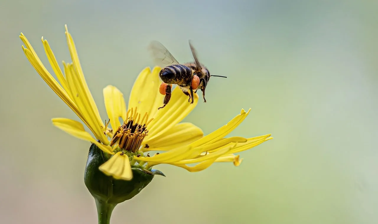 Vibrant Pollination: Bee in Flight with Yellow Flower