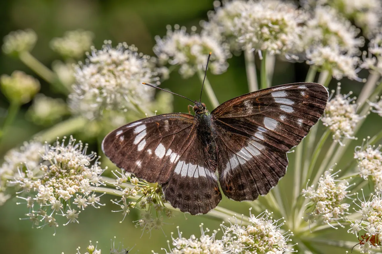 Stunning White Admiral Butterfly on Delicate Summer Blooms