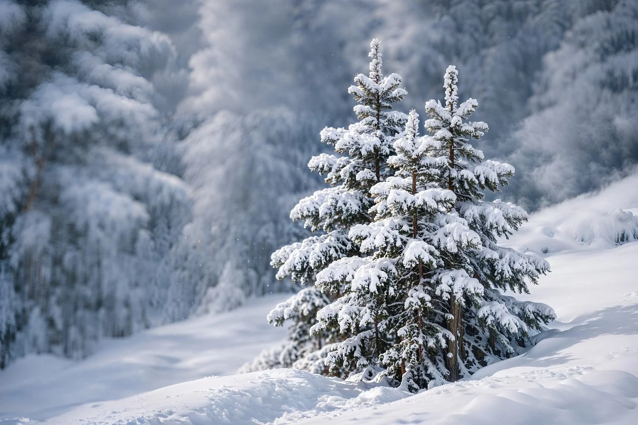 Breathtaking Snowy Spruce: Alpine Winter Wonderland