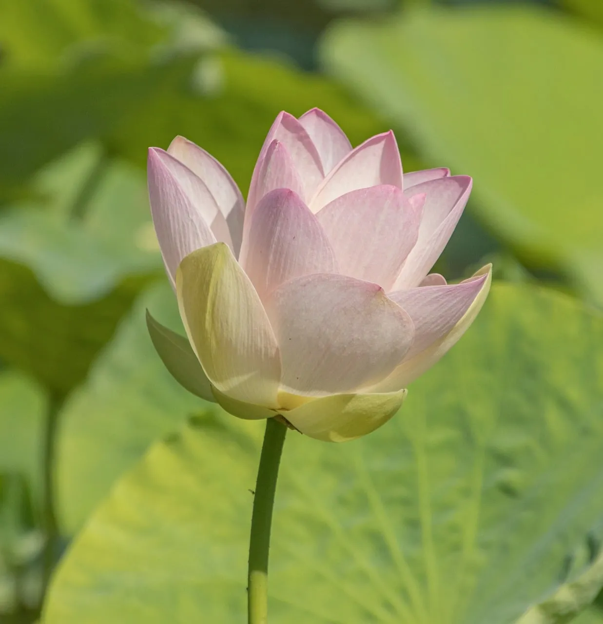 Serene Pink Lotus: A Symbol of Purity and Tranquility in Bloom