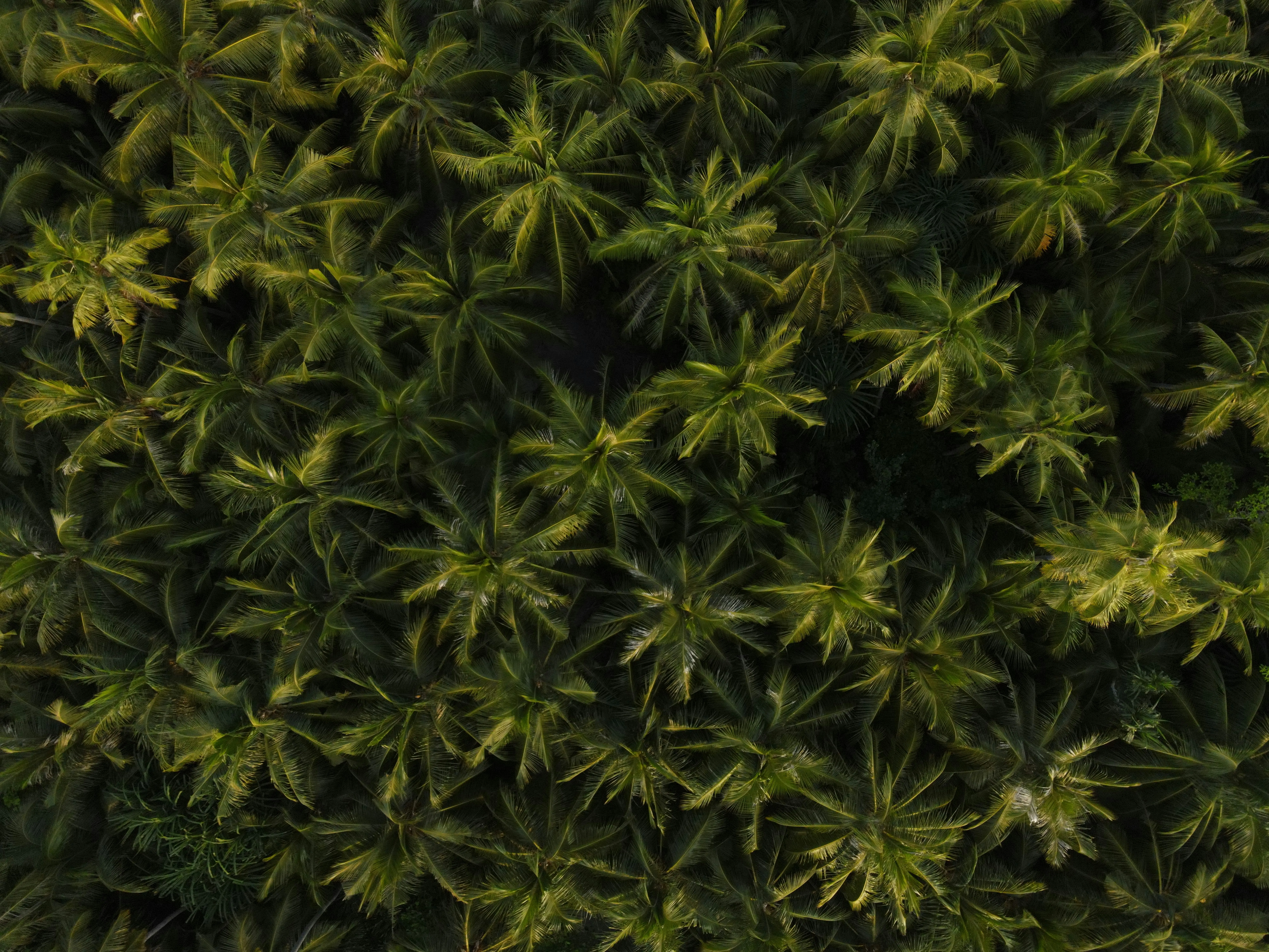 Stunning Aerial View: Lush Green Palm Forest