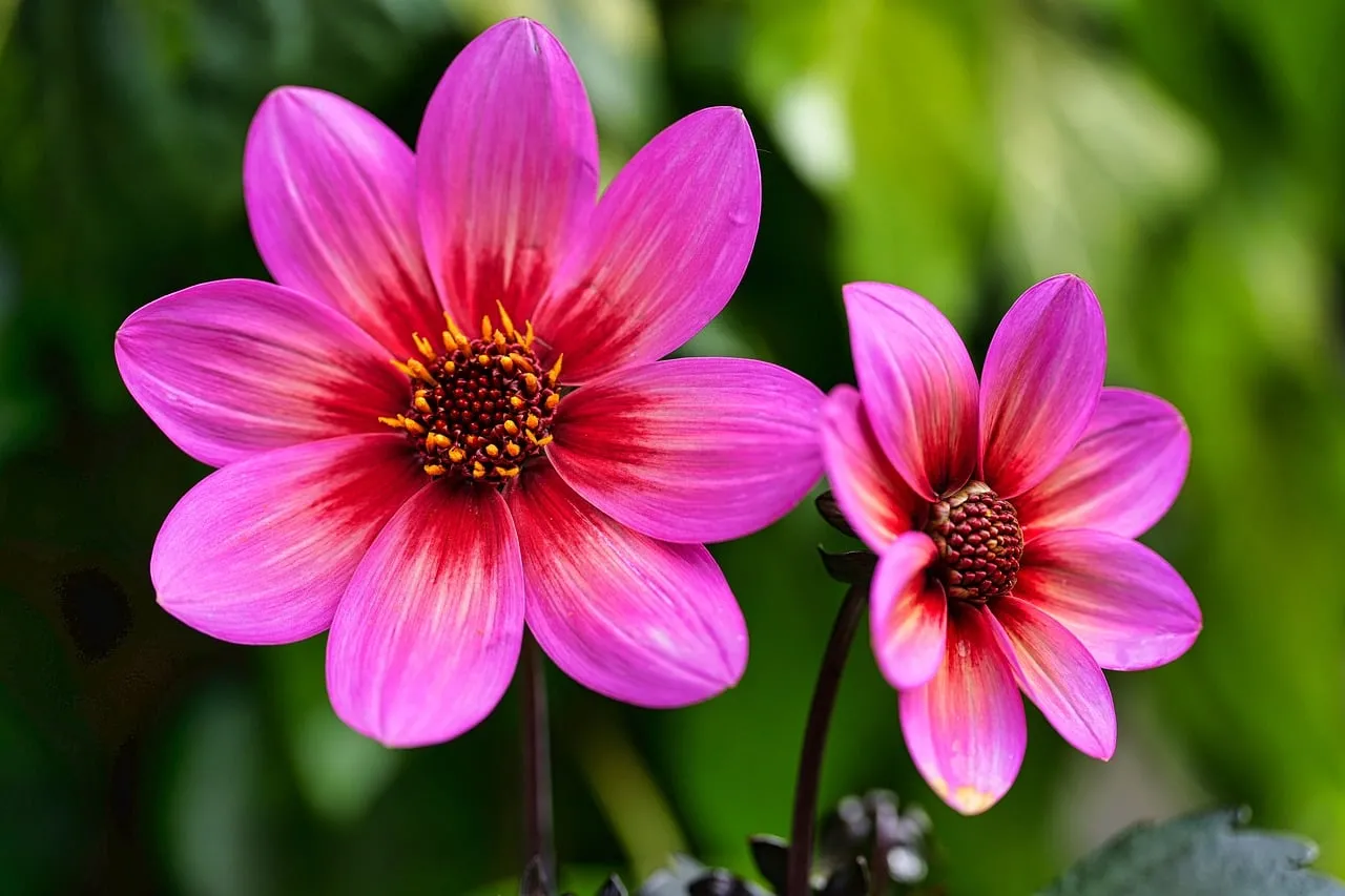 Dazzling Pink Cosmos: Vibrant Garden Blossom in Detail