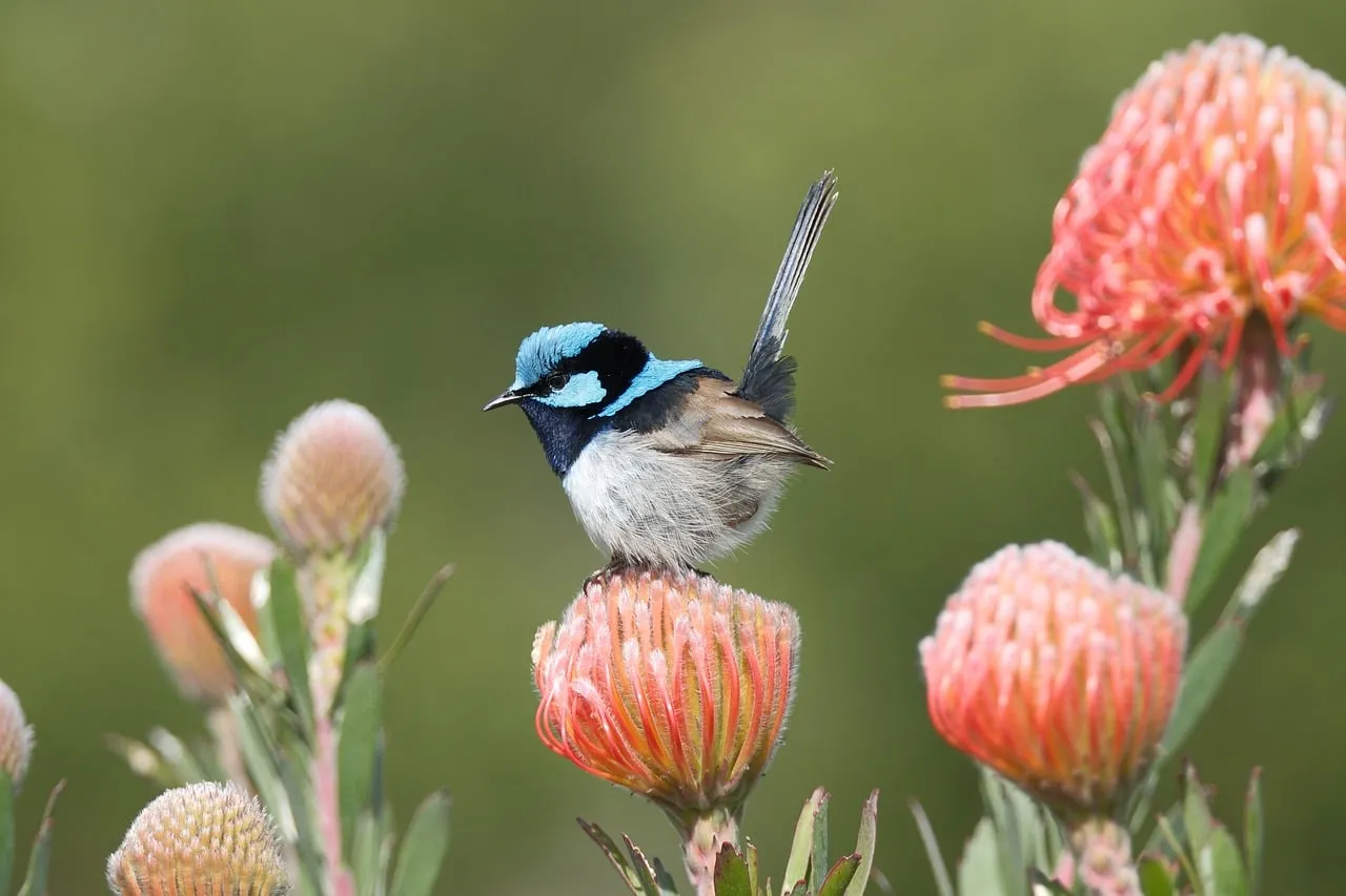 Vibrant Blue Wren Perched on Pincushion Flower
