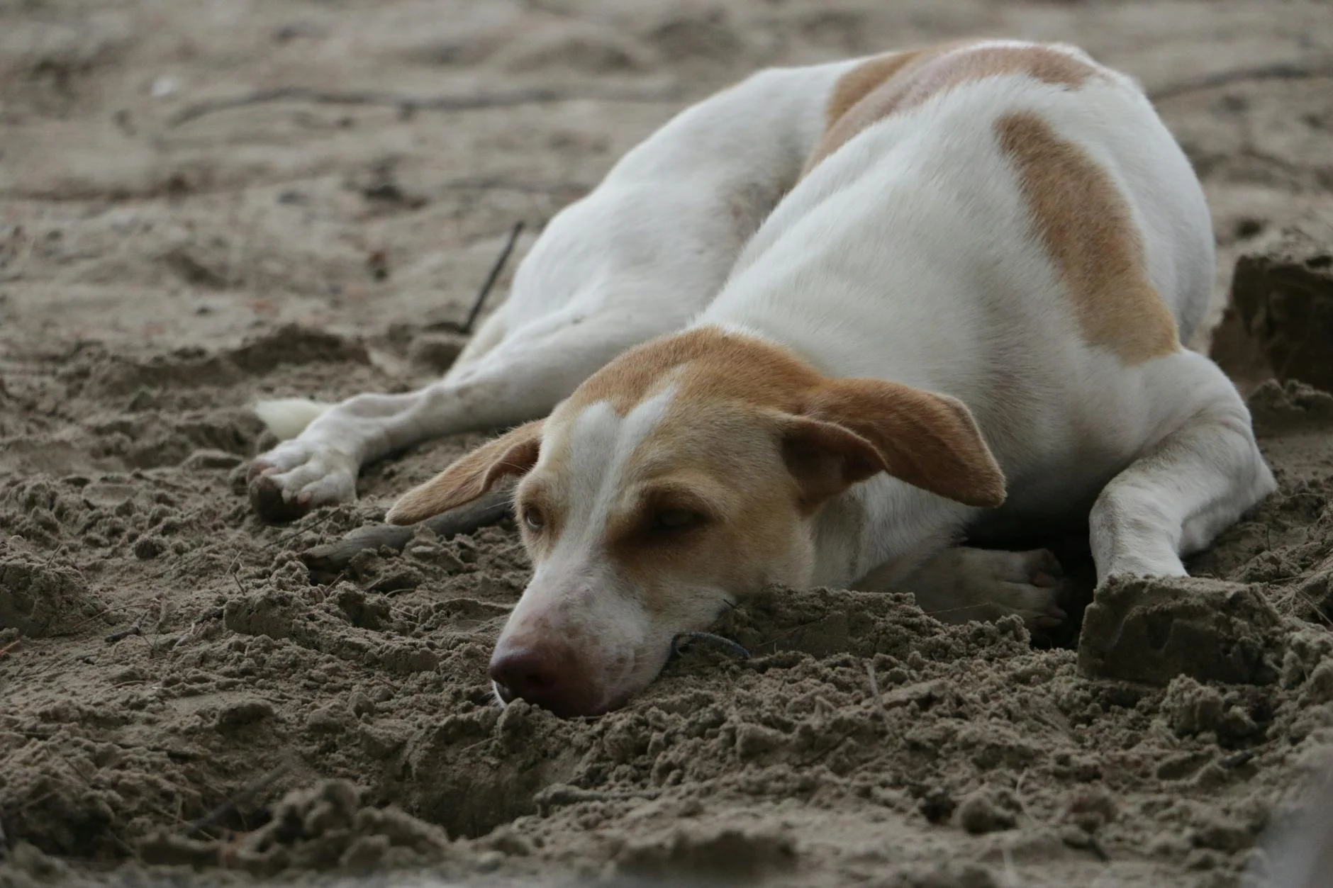 Tranquil Beach Dog: A Serene Moment in Thailand