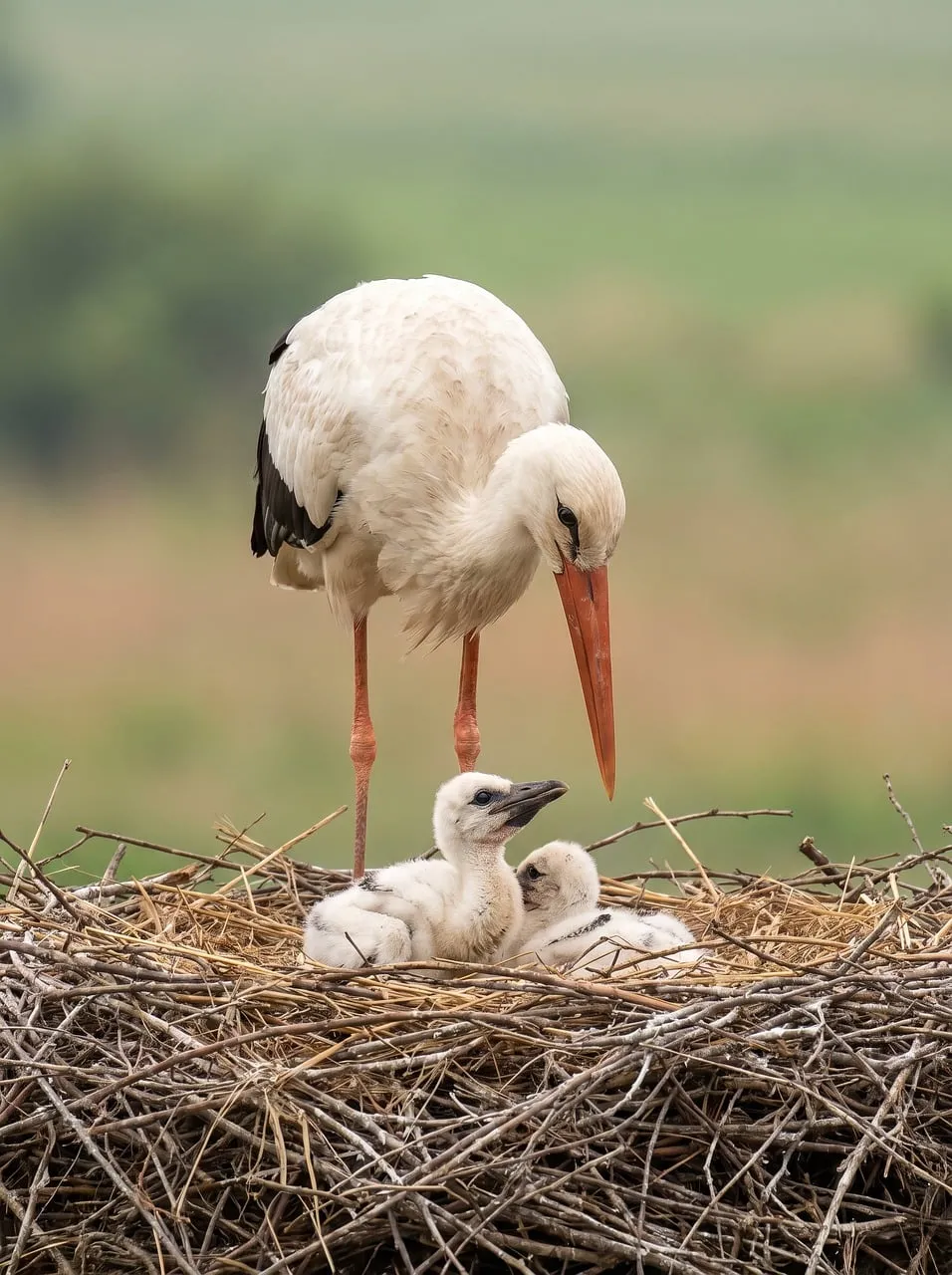 Tender Embrace: Stork Parent Nurtures Newborn Chicks in Spring Nest