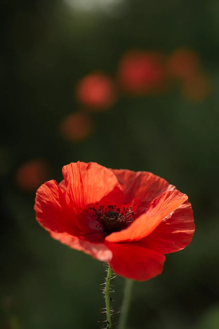 Vibrant Red Poppy: Delicate Bloom in Nature's Embrace