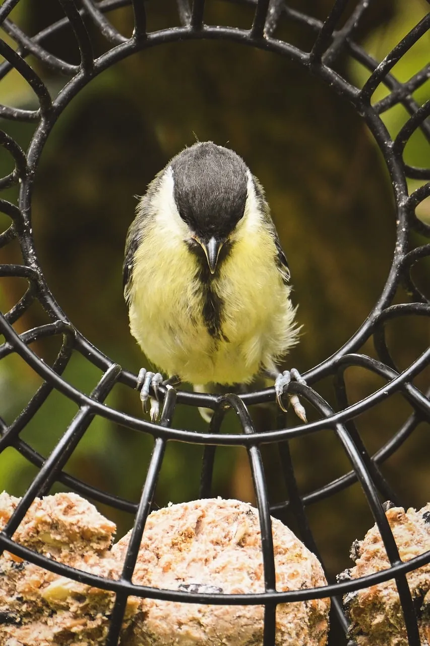 Charming Great Tit Perched in Bird Feeder
