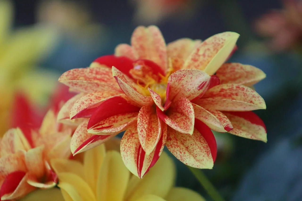 Vibrant Speckled Dahlia: A Garden's Scarlet and Gold Jewel
