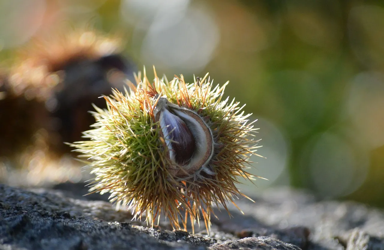 Autumn's Embrace: Spiky Sweet Chestnut Unveils Its Treasure