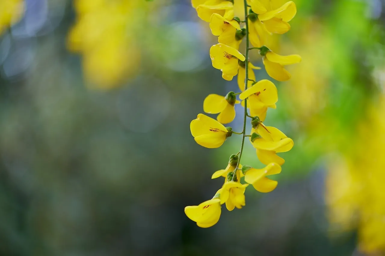 Vibrant Golden Chain: Spring's Luminous Botanical Cascade