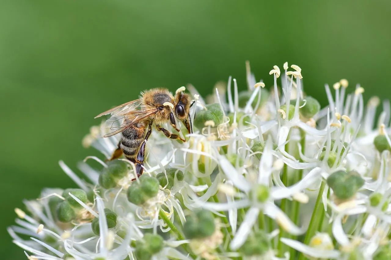Vibrant Bee Pollinating White Allium Flowers in Sunlight