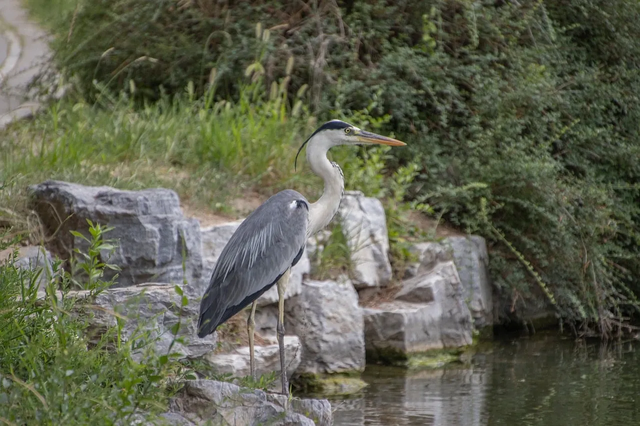 Elegant Grey Heron: A Glimpse into Nature's Serenity