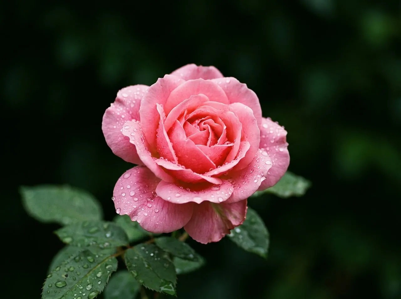Exquisite Pink Rose: Dew-Kissed Macro Beauty