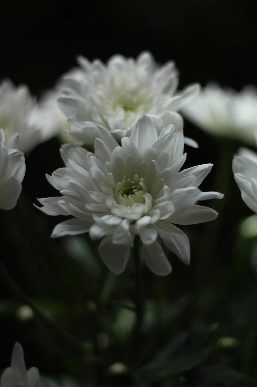 Stunning White Chrysanthemum Blooms on Dark Background
