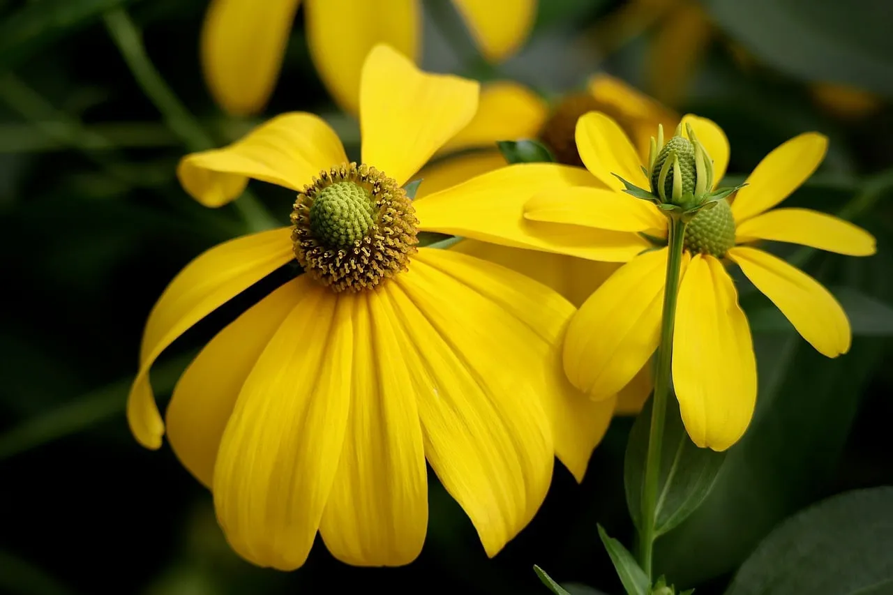 Vibrant Yellow Rudbeckia: A Summer Garden's Golden Delight