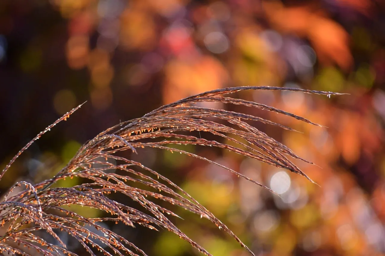 Autumn Serenity: Fluffy Sweet Grass in Golden Bokeh