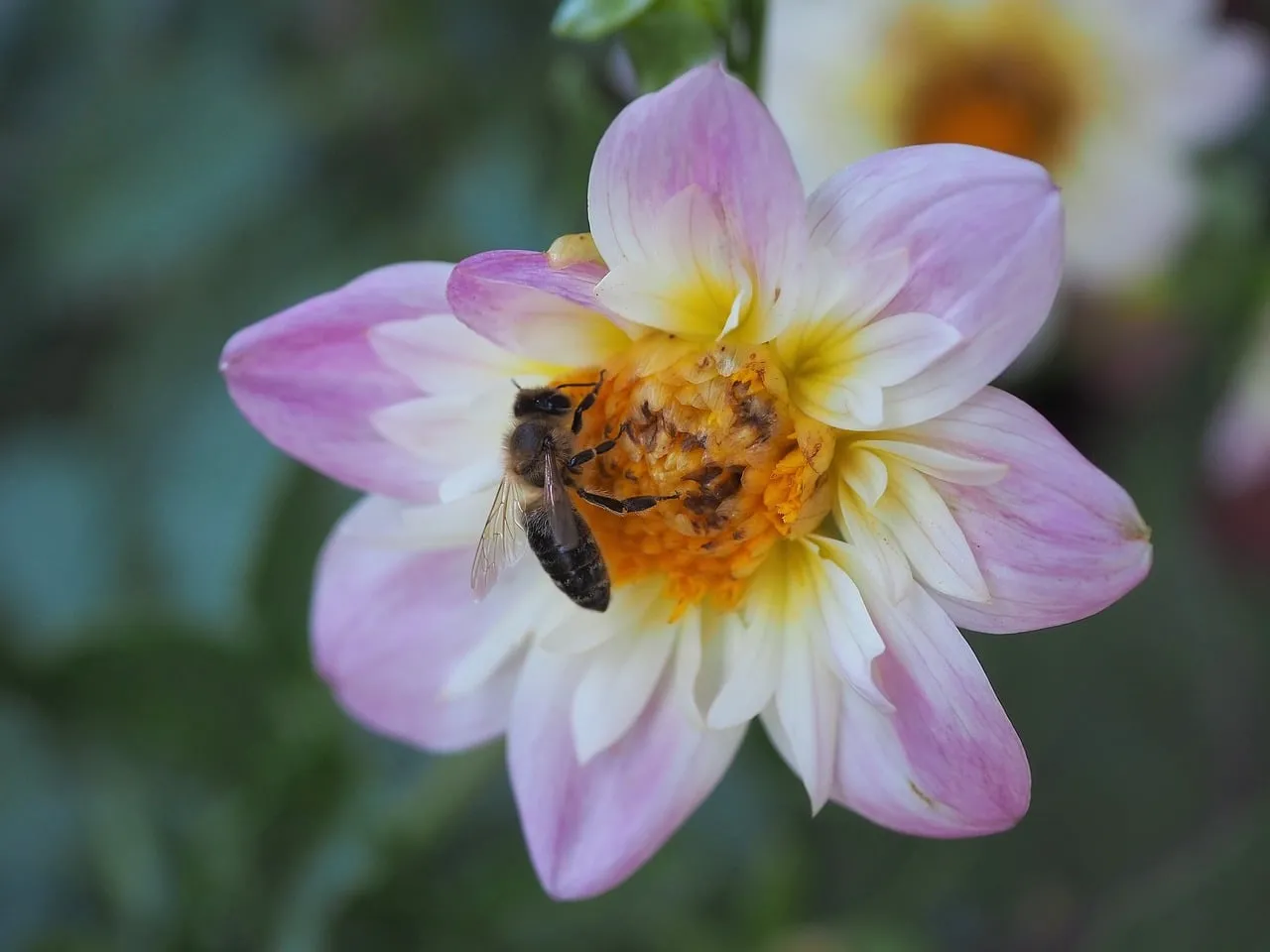Vibrant Dahlia with Buzzing Bee: A Summer Garden Scene
