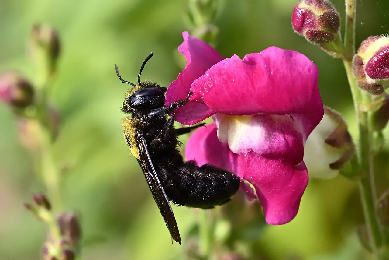 Vibrant Macro: Blue Carpenter Bee on Snapdragon Blossom