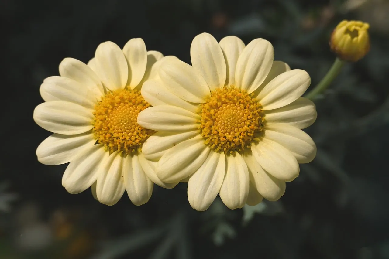 Vibrant Yellow Daisies: A Symphony of Springtime Beauty