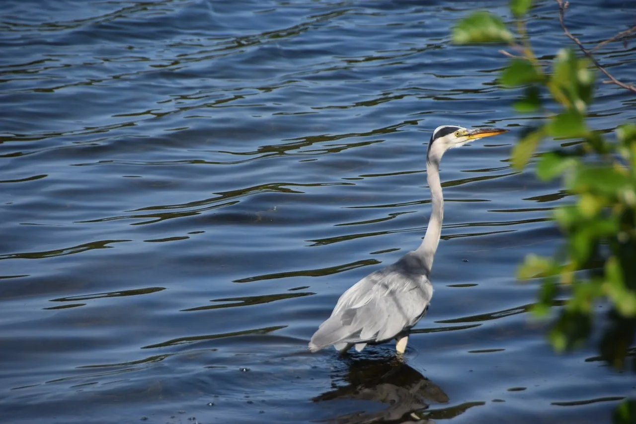 Elegant Heron Graces Baldeneysee's Tranquil Waters