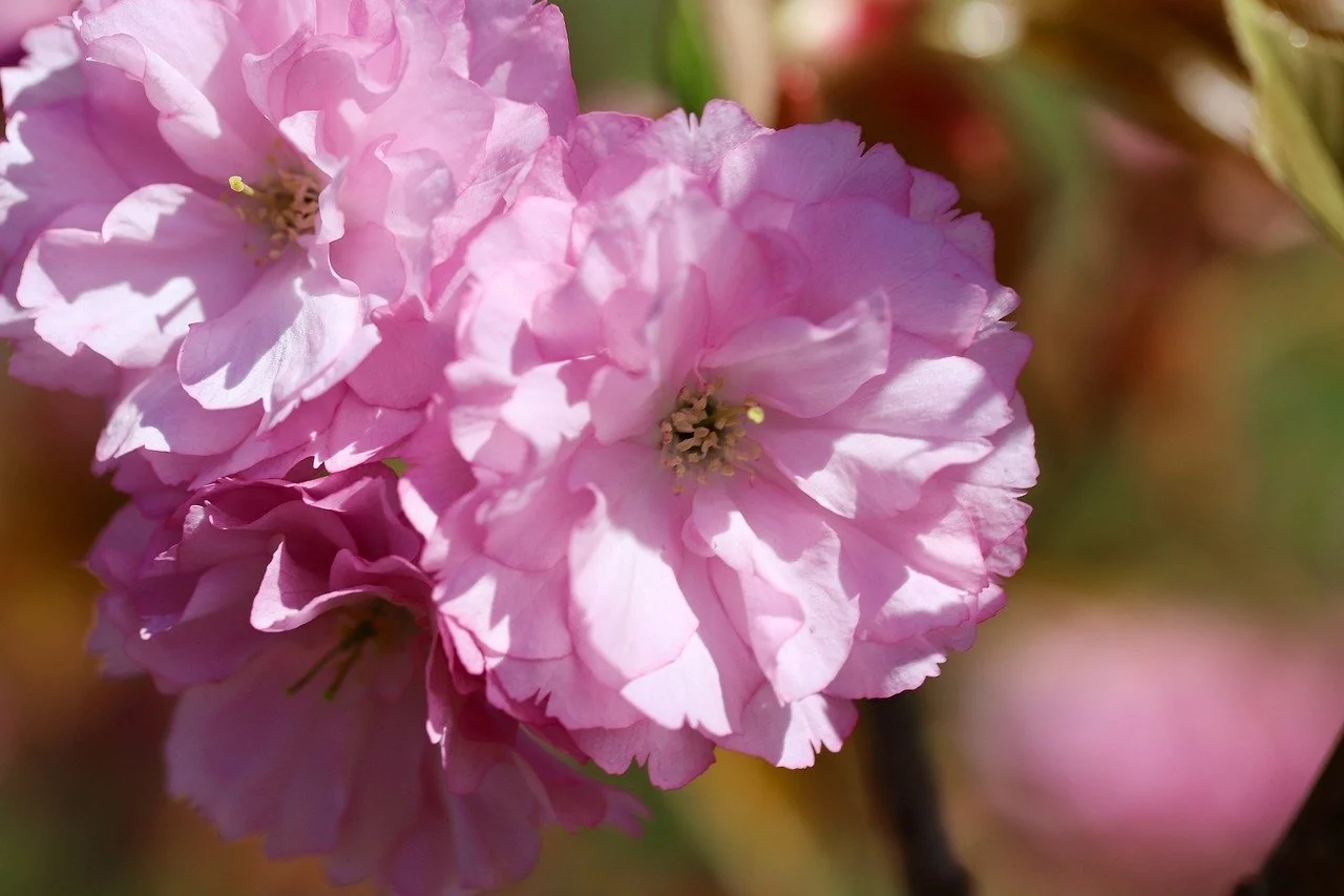 Stunning Pink Cherry Blossoms: Spring's Romantic Embrace