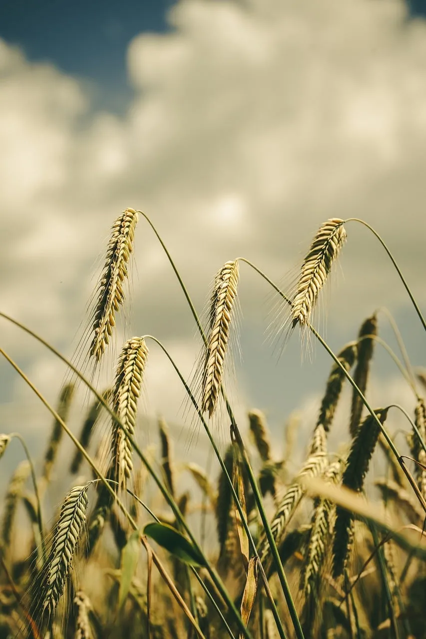Golden Harvest: Wheat Field Under a Clear Summer Sky