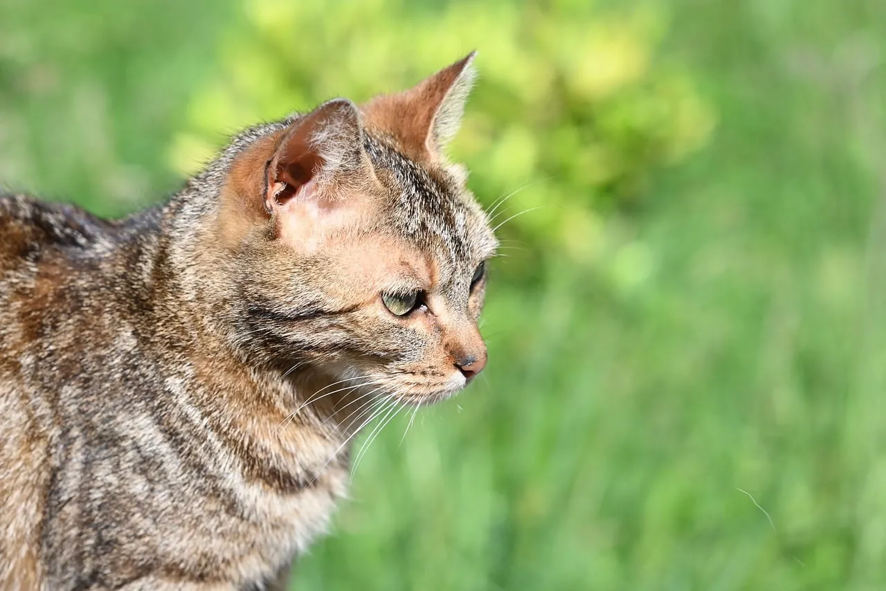 Enigmatic Gaze: Tabby Cat's Outdoor Vigil