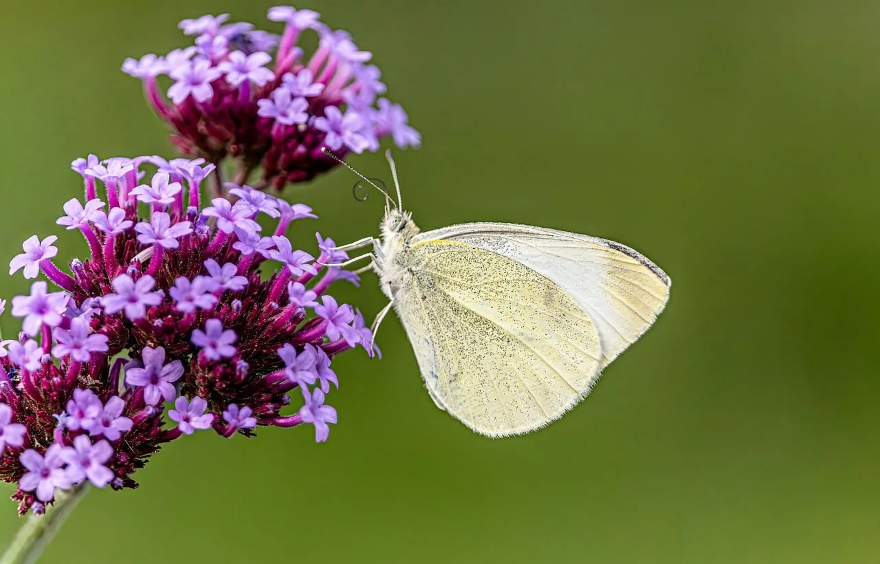Stunning White Butterfly on Purple Vervain Flowers