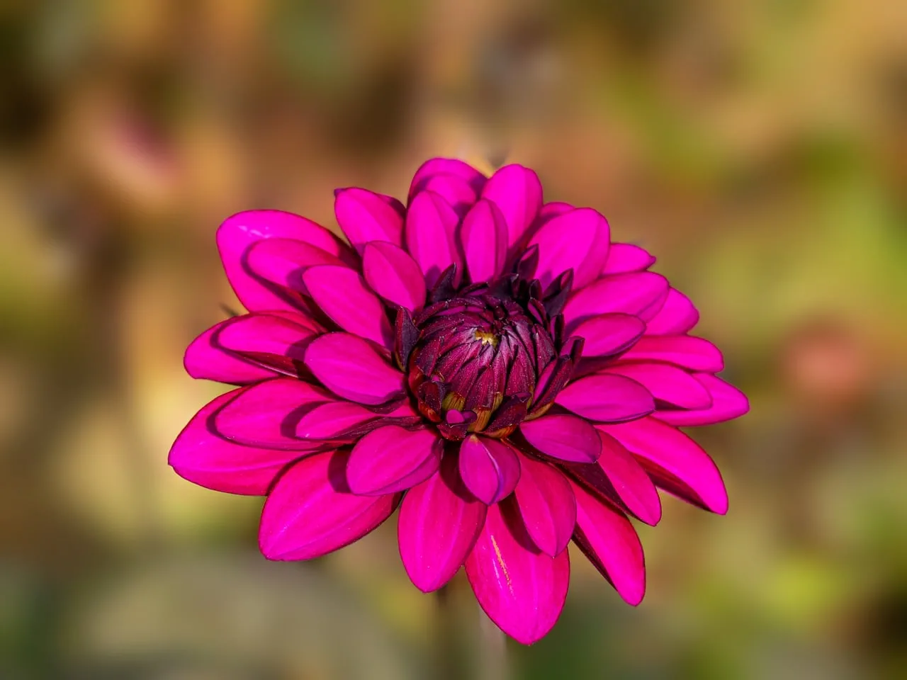 Vibrant Pink Dahlia Bloom: Macro Beauty in Nature's Garden