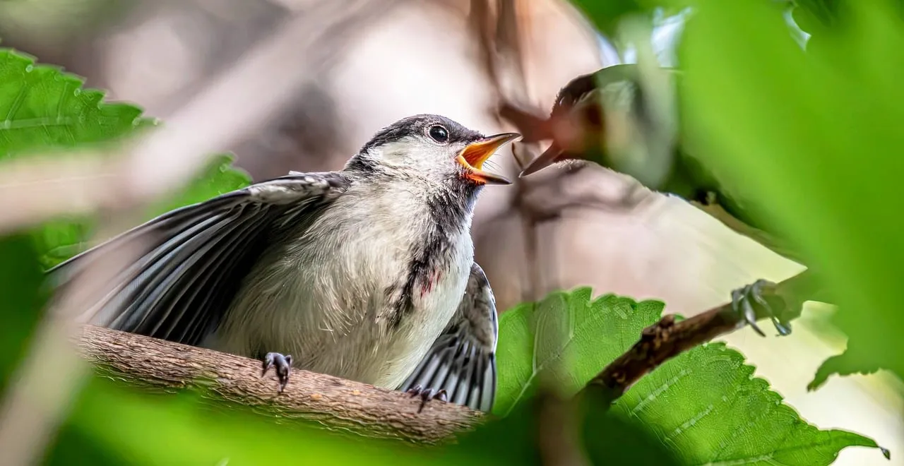 Heartwarming Spring: Chick's First Meal in Soft Light