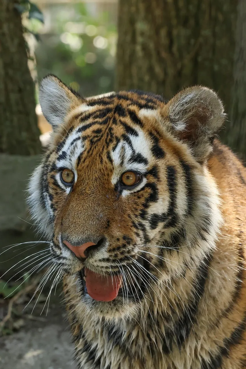 Majestic Tiger Portrait: Gaze of the Wild Predator