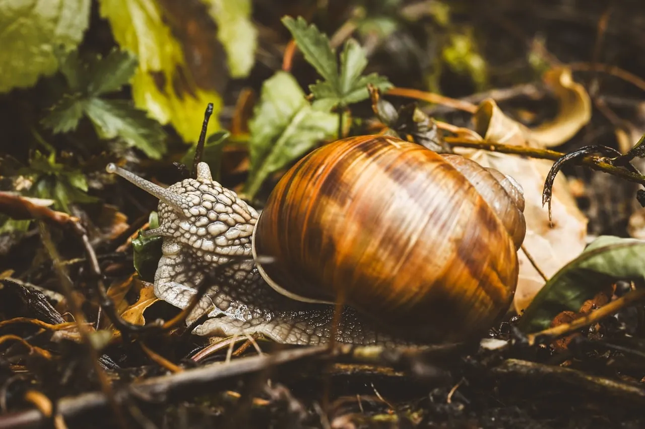 Enchanting Snail Macro: A Glimpse into Nature's Delicate World