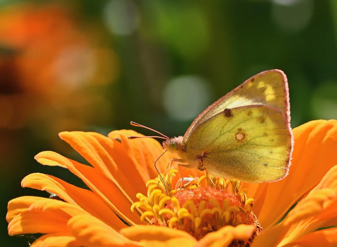 Vibrant Clouded Yellow Butterfly on Zinnia in Golden Sunlight