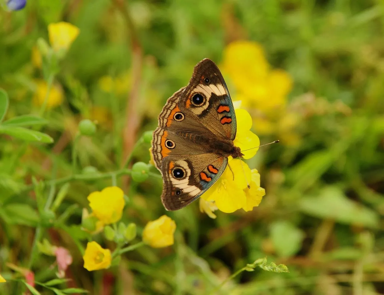 Vibrant Spring: Macro Butterfly Pollinating Yellow Flower