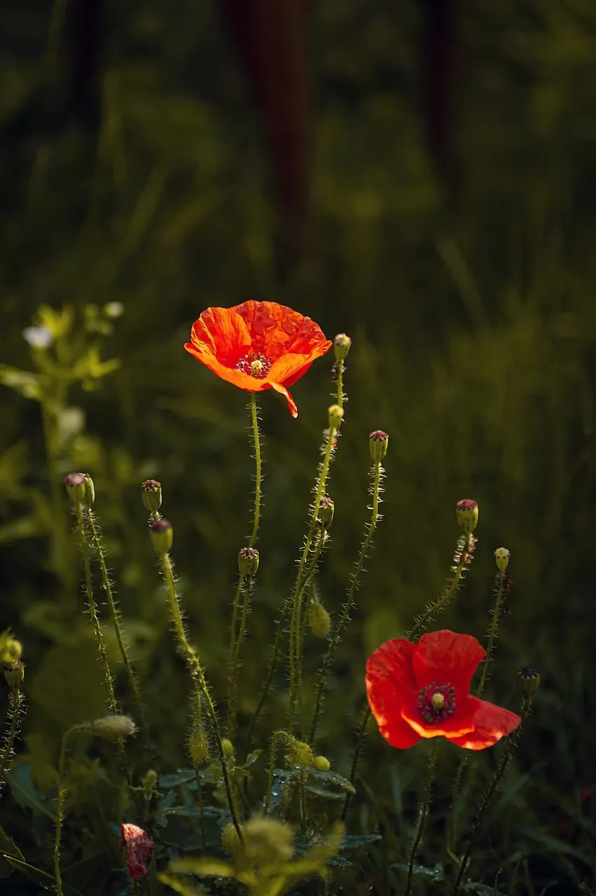 Vibrant Red Poppies: Spring's Fiery Bloom in Nature